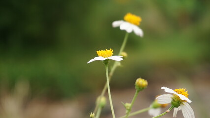 daisies in a meadow