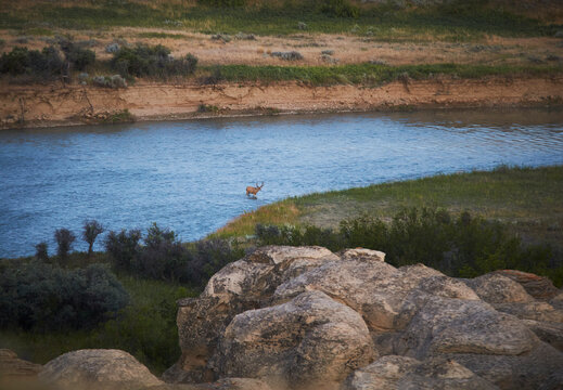 A deer cross a river on the prairies.