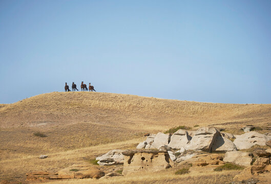 Horses on the open prairie grasslands.