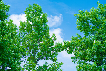 Fototapeta premium 自然と青空