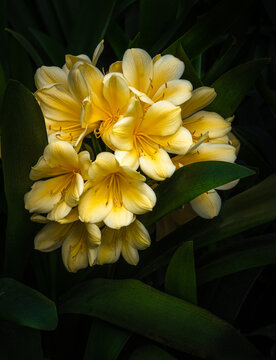 clivia