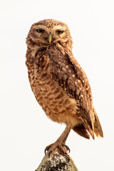 Burrowing Owl Portrait