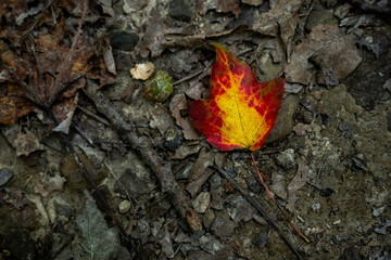 Brightly Colord Leaf On Forest Floor