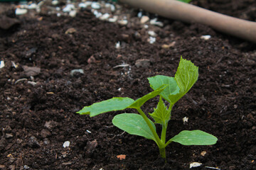 Zucchini seedlings in the ground, brown ground, gardening. Plant, earth