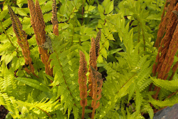 Naklejka premium background of green and white grass. greens. macro photography. green background. plant