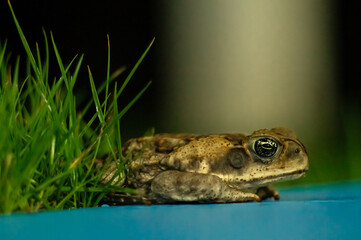 Frog sitting on the ground