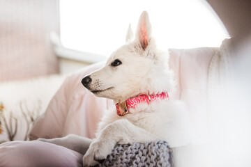 Young fluffy white puppy