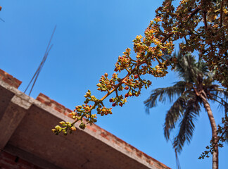 Mango Flowers closeup, blue sky background