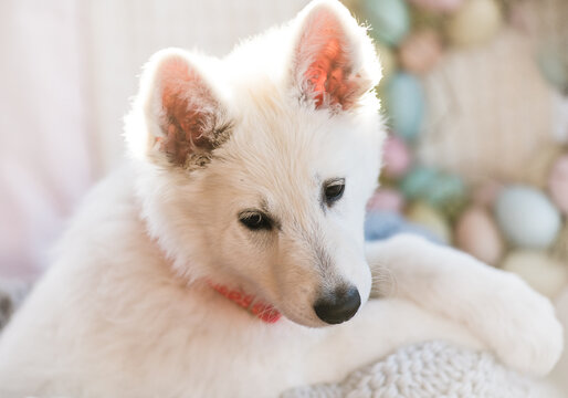 Young fluffy white puppy
