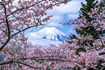 Japanese Cherry blossom