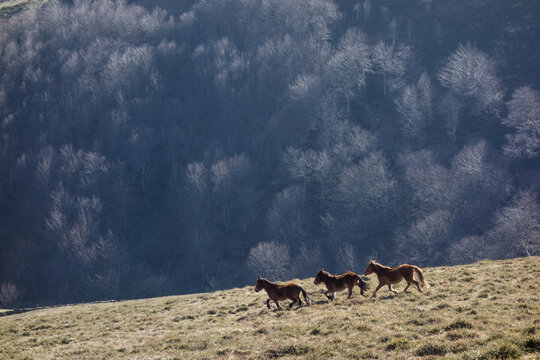 horses running in pristine nature