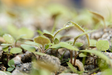 Macro closeup of leaves, plants and stones in the garden. Selective focus.