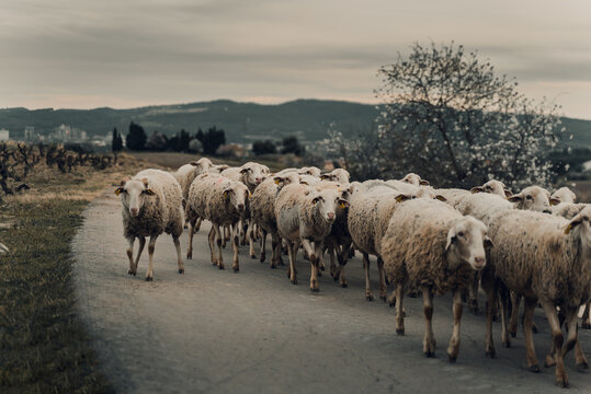 Sheep herd on the road