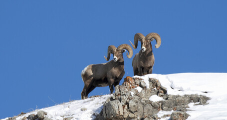 low angle shot of two bighorn rams on a hill at yellowstone - obrazy, fototapety, plakaty
