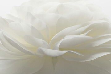 Flower petals background