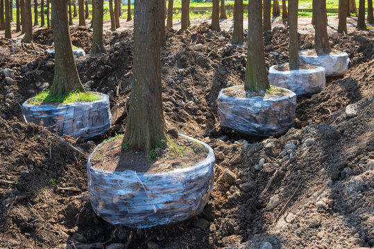 Bald cypress trees prepare for transplant