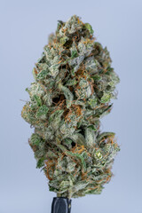 Cannabis Flower Macro - Strain: Island Zkittles