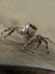 spider on the web in Java Island