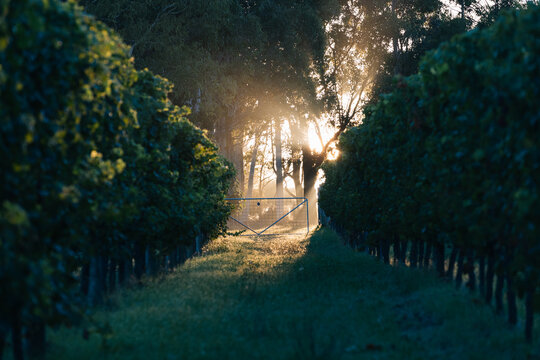 Fence light on a vinyard in the morning glow