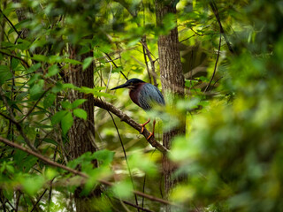 tri-colored heron perched in a tree