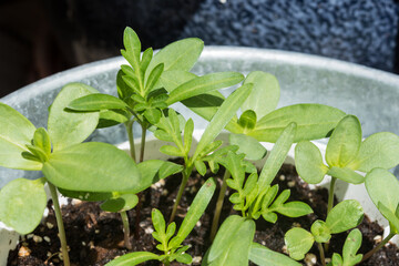 Flower seedlings sprouting in a pot in the sun