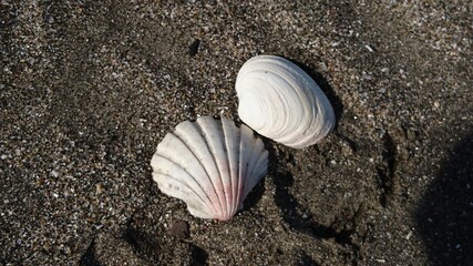 砂浜と貝