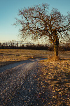Pastoral gravel road and tree