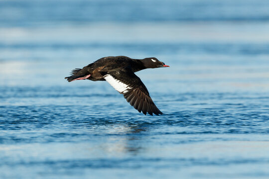 White-winged Scoter