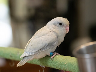 Selective focus. Baby bird parrot parakeet forpus dilute mauve turquoise color stand on toy branch. Pattotlets