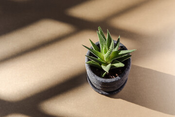 Succulent in the sun