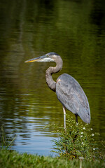 great blue heron