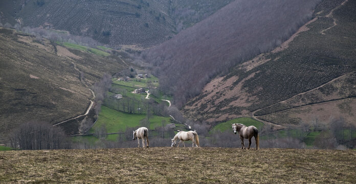 three horses and a valley below. 