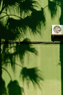 Green wall with palms shadows 