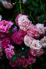 pink and white roses