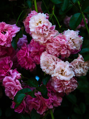 pink and white roses