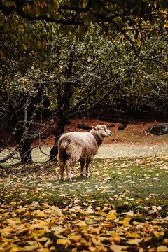 Wild awassi sheep in the woods