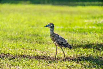 yellow crowned night heron