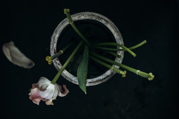 Last tulip loosing petals