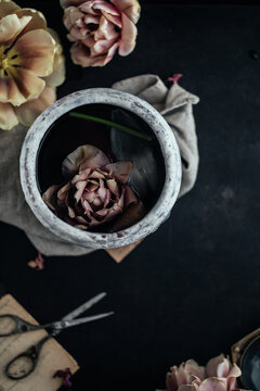 Tulips in water in vase