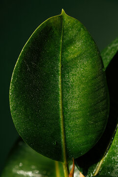 Wet green leaf of tropical plant