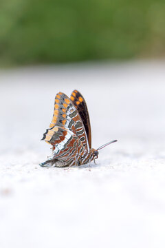 Charaxes jasius butterfly