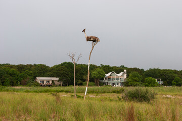 bird's nest in Montauk