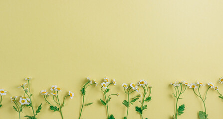 Floralframe of white chamomile daisy flowers on yellow background. Flat lay, Top view. Summer background.