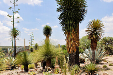 palm trees in the desert