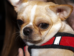 A pensive Chihuahua in red clothes in the arms of the hostess.