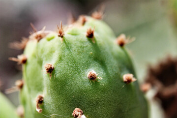 cactus close up