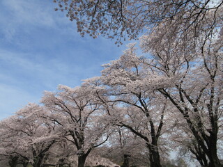 桜