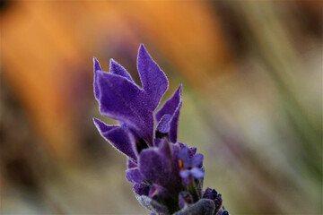 close up of a flower