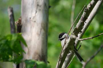 chickadee closeup on a tree