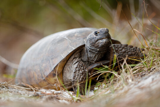 Gopher Tortoise